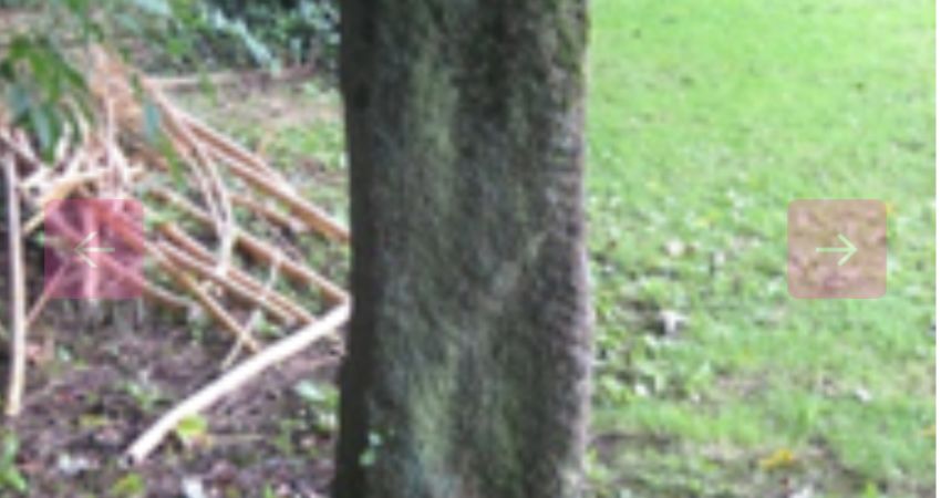 EXPLORE ANCIENT HISTORY IN TAVISTOCK'S VICARAGE GARDEN 