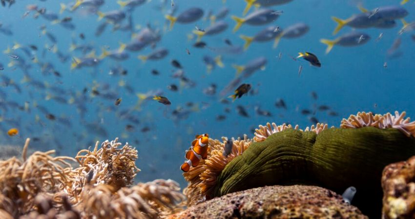 Ocean with David Attenborough (PG)