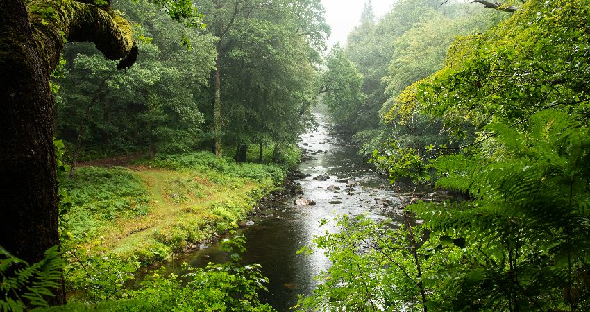Woodland Trust: Temperate Rainforest Restoration in Ausewell and Buckland Woods 