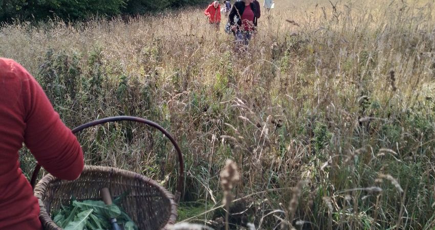 Wild autumn forage and preserve workshop 