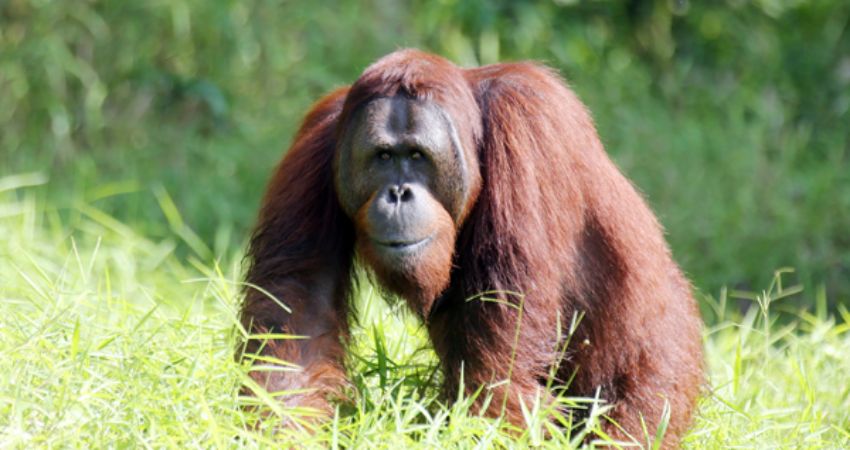 ORANGUTANS and other WILDLIFE OF SABAH By Peter Burkill 