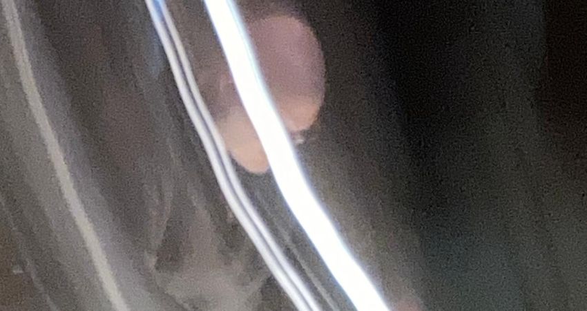 Weirdshire presents Carausias Arise! plus special guests Alula Down 