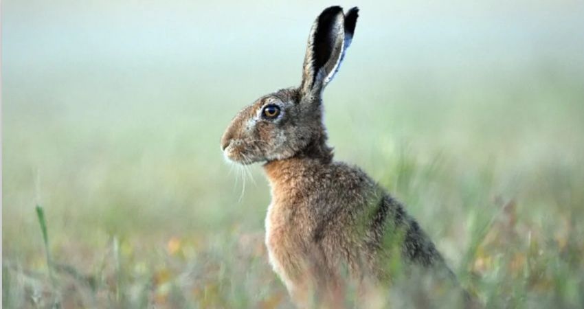 Weirdshire March Weekend 