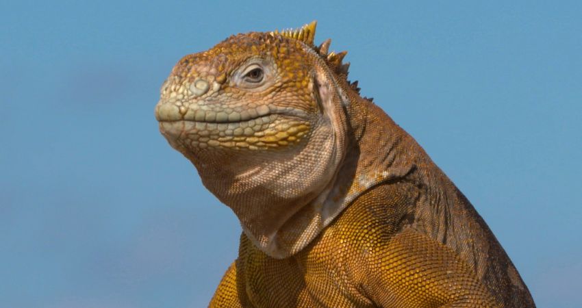 DOCS+ Short Stories: filming conservation around the world. 