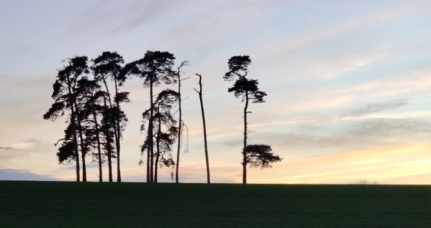 Buster Keaton SEVEN CHANCES 