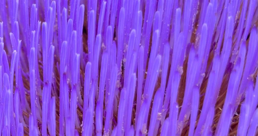 Weirdshire presents: A holistic, microtonal, durational drone event. 