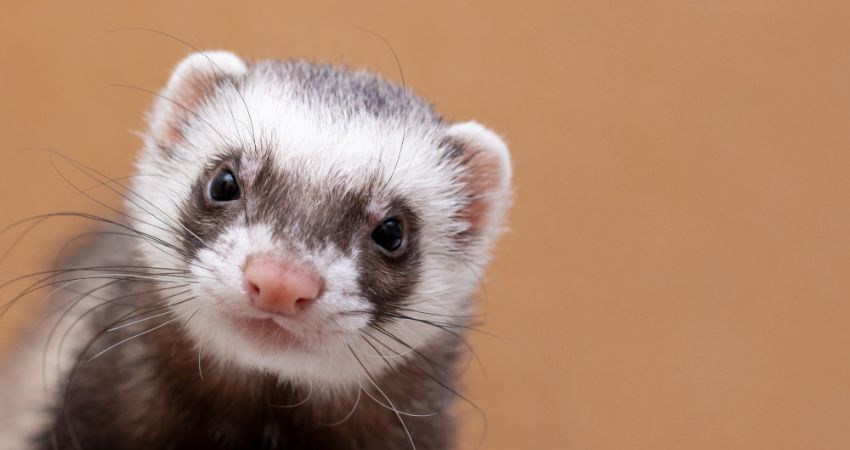 Ferret Racing 2026 