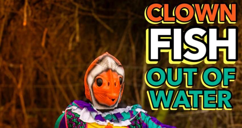 Stephen Catling: Clownfish out of water and friends 