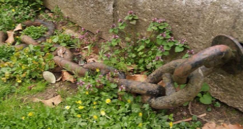 GRAND SURREY CANAL GUIDED WALKING TOUR WITH PAUL TALLING (AUTHOR OF LONDON'S LOST RIVERS)