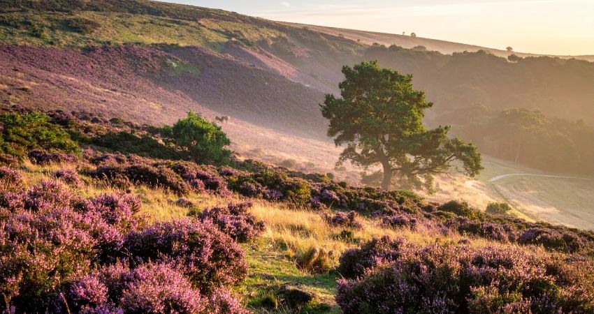 Hotbuckle Productions: 'The Return of the Native' adapted from the novel by Thomas Hardy 