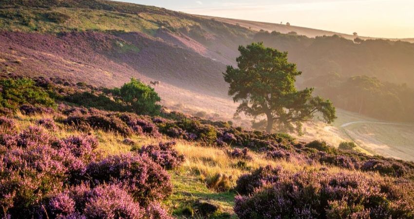 Hotbuckle Productions: 'The Return of the Native' adapted from the novel by Thomas Hardy 