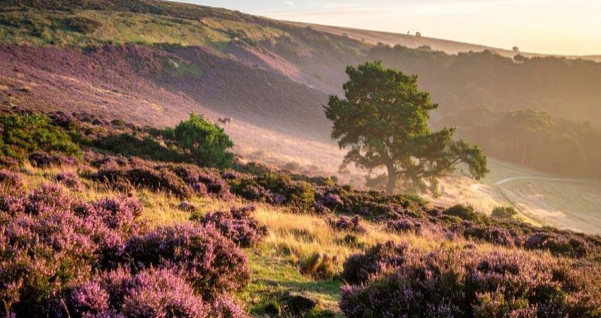 Hotbuckle Productions: 'The Return of the Native' adapted from the novel by Thomas Hardy 