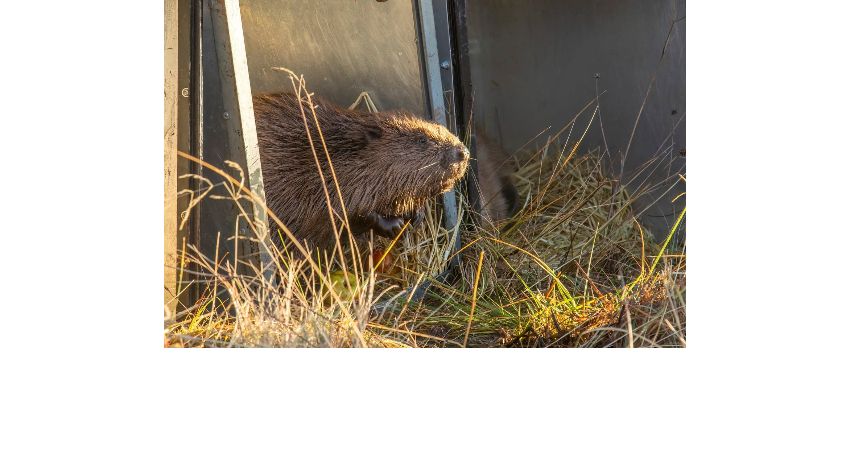 Balancing the Scales 