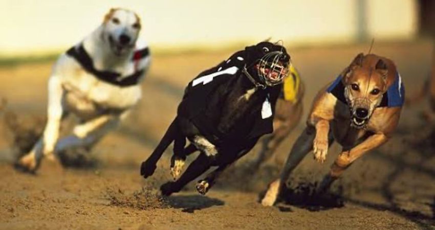 Popscene (Blur Tribute) 