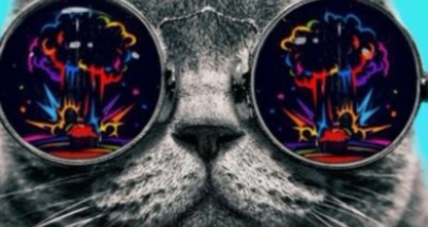 Coocoolili at Jamboree 