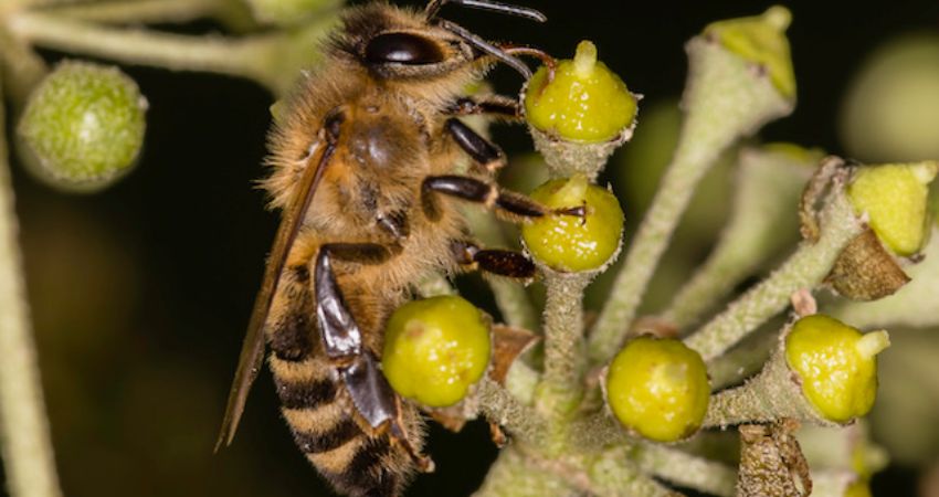 Free-living honey bees, a B4 Symposium. 