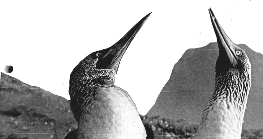 Abigail Snail plus Sweet Williams