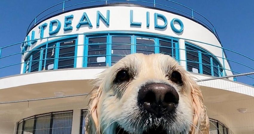 Saltdean Lido Dog Swim 2026 