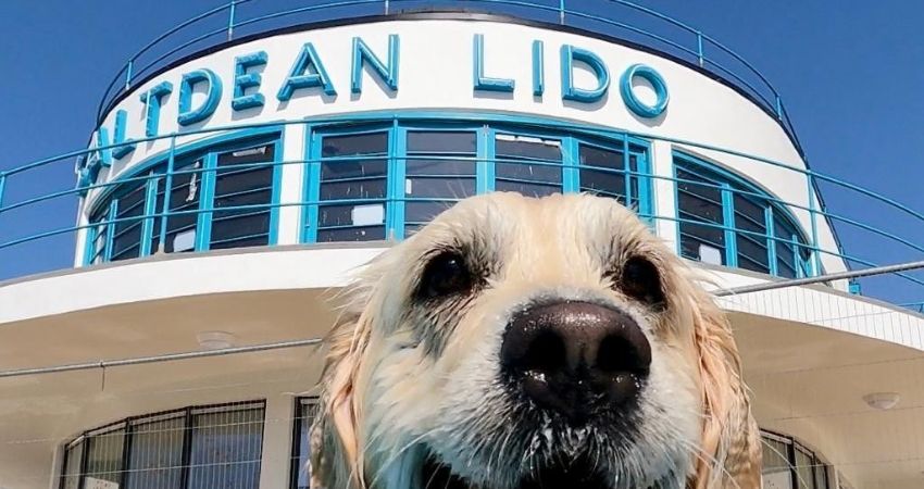 Saltdean Lido Dog Swim 2026 - Small dogs (under 19kgs) ONLY, including Dachshunds 
