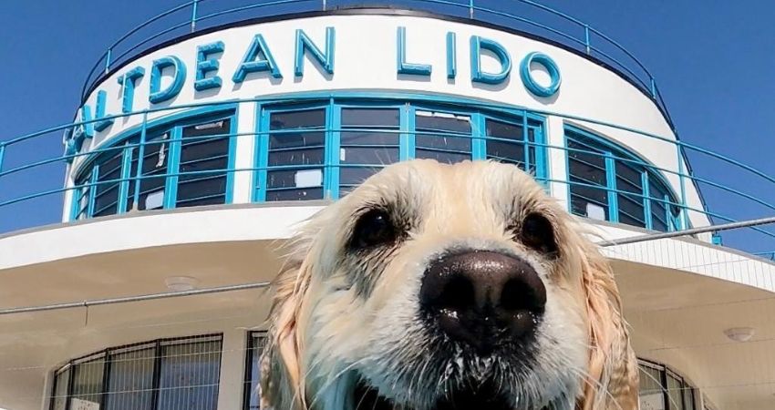 Saltdean Lido Dog Swim 2026 - Labradors 