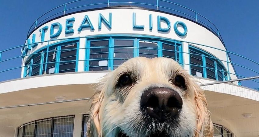 Saltdean Lido Dog Swim 2026 - Spaniels 