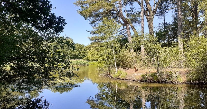 Common History Walk