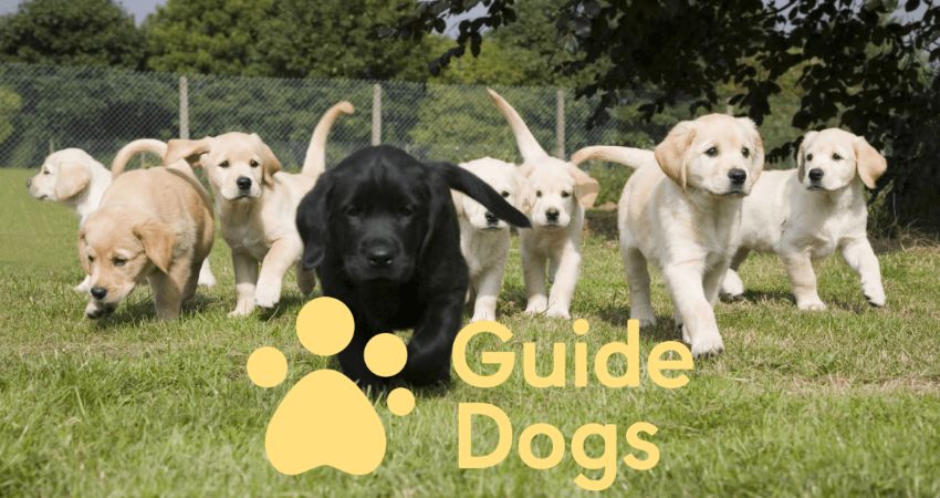 Divas and Retrievers