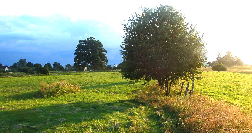 JUNE DELIGHTS 