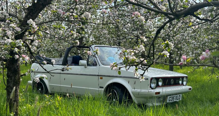 Dubs in the Orchard VW Festival 2027