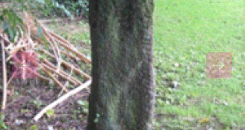 Explore Ancient History in Tavistock's Vicarage Garden 