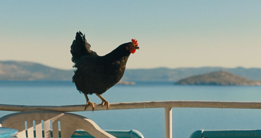 Hen 