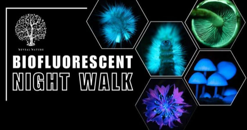 Biofluorescent Walk - explore the glowing world