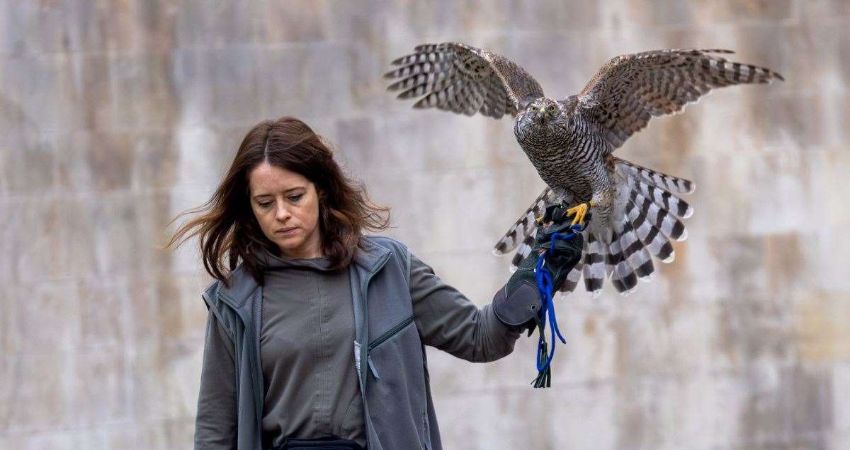 H is for Hawk (15) 