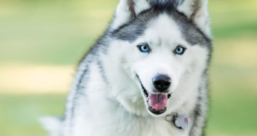 When is a Dog Not a Dog 