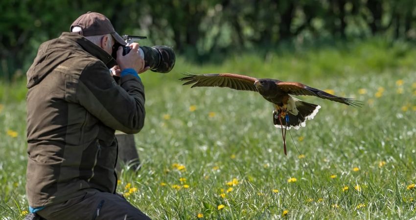 Wildlife Through The Lens 