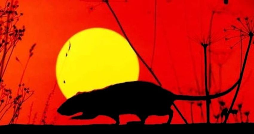Straighten Out, the UK's No 1 Stranglers tribute at the greystones
