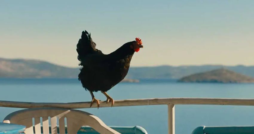 Hen (15) 